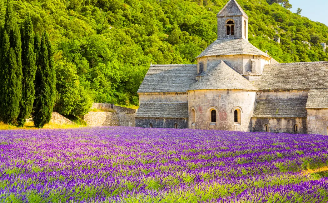 Ultimate Guide to Lavender Fields in Provence