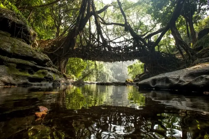 The Ancient Living Root Bridges of Meghalaya: A Marvel of Nature's Engineering