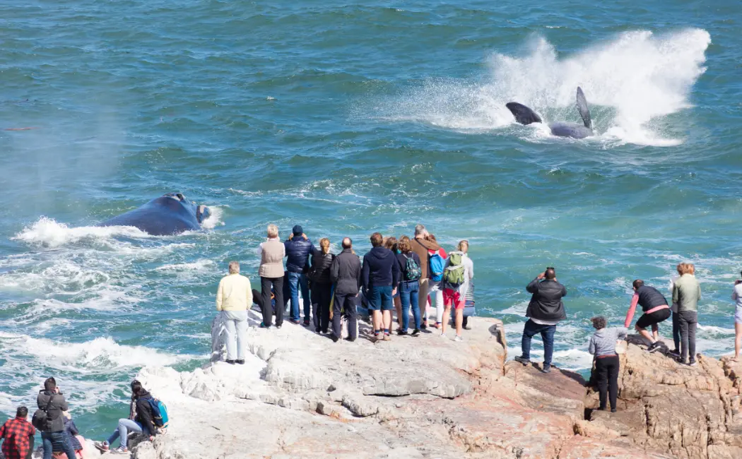 Whales, Waves, and Wonders: Discovering Hermanus' Marine Magic