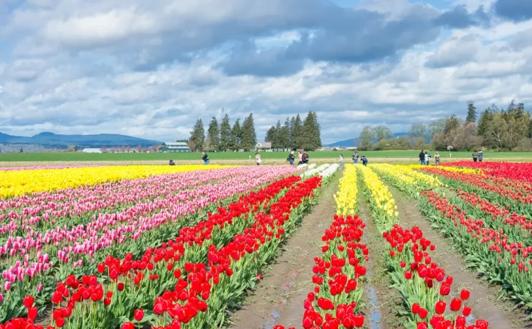 "Copenhagen's Tulip Tapestry: Unraveling the Magic of Denmark's Spring Spectacle"