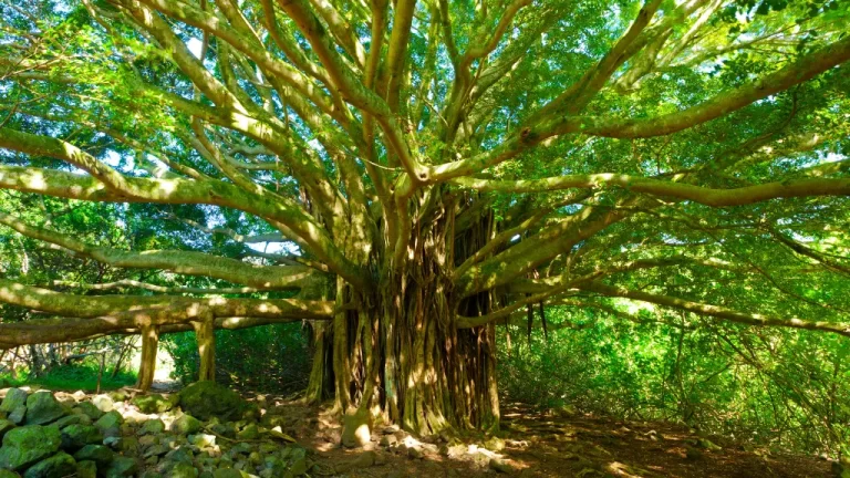 The Majestic 255-Year-Old Banyan Tree of Kolkata: Unveiling a Natural Wonder and Tourist Attraction