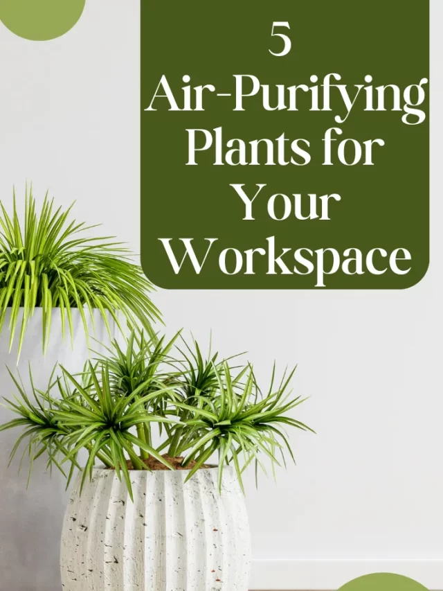 5 Air-Purifying Plants for Your Workspace