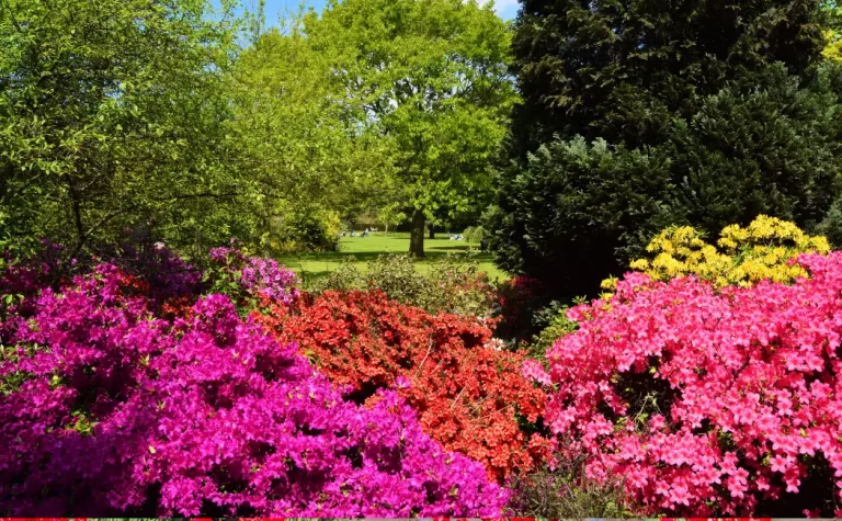 Kolkata's Azalea Extravaganza: Unfolding the Beauty of Bengal's Spring Spectacle