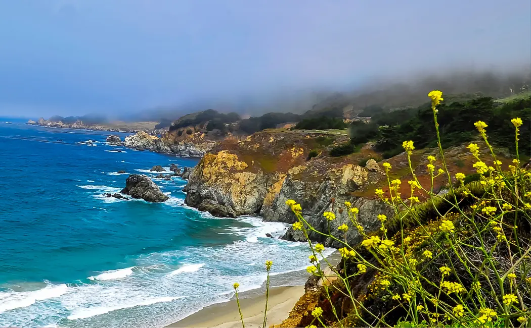 Discover Big Sur's Wildflower Wonder