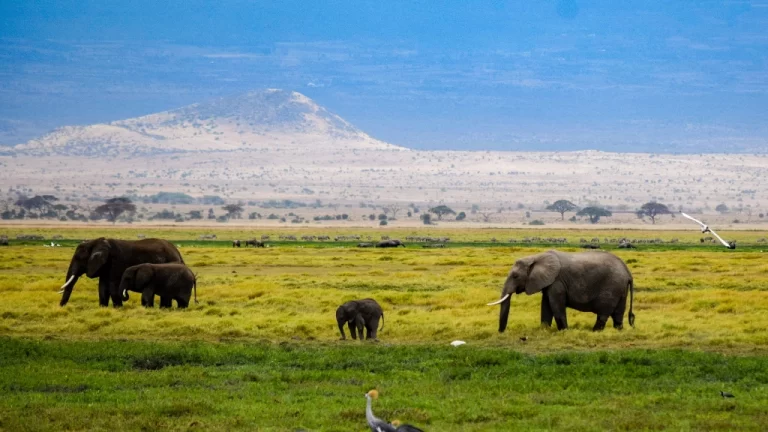 Discovering Amboseli National Park: A Wildlife Paradise in Kenya