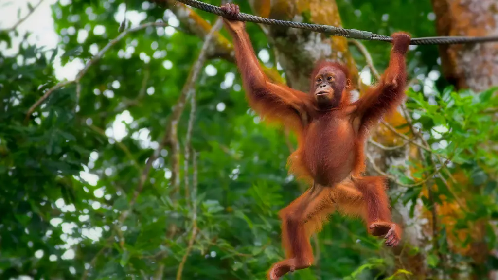 Best Wildlife Tours and Nature Trips in Borneo