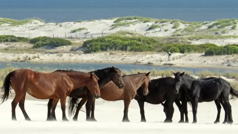 Plan Your Perfect Summer Trip to North Carolina's Outer Banks: A Comprehensive Guide