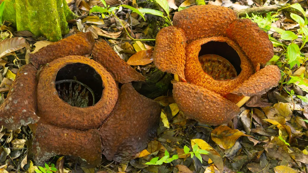 Experience Nature in the Wilds of Sabah: Borneo's Untouched Wilderness