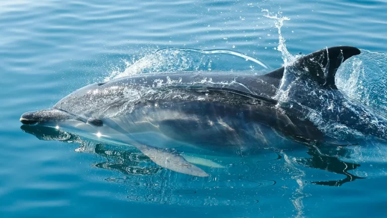 Unforgettable Dolphin and Whale Watching Adventure in Morro Jable