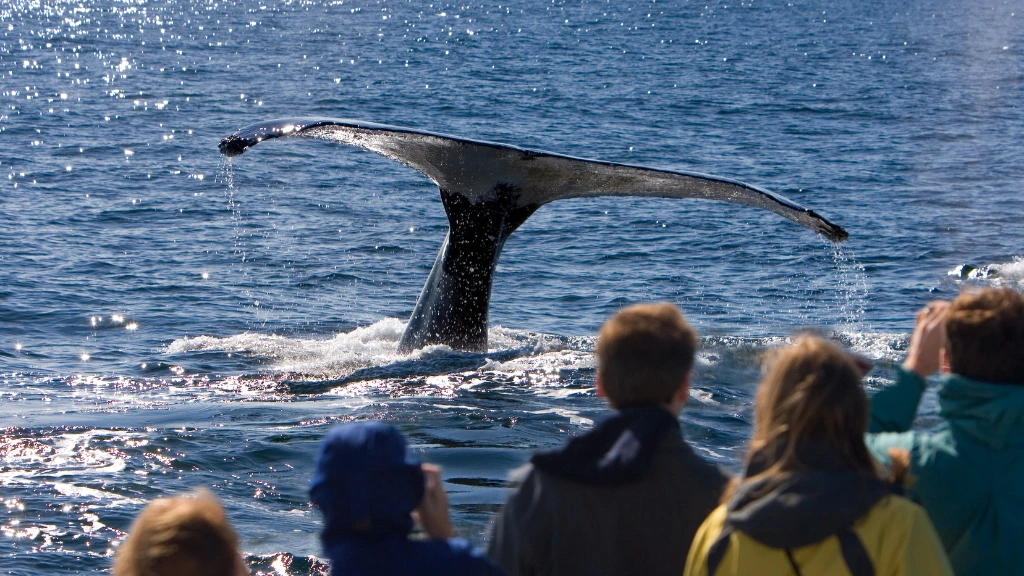 Experience Nature: Eco-Yacht Whale Watching Cruise with Swim in Los Cristianos