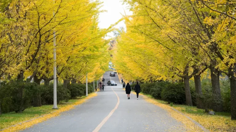 Best Time to Visit South Korea