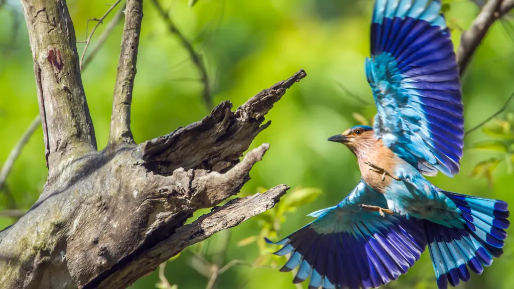 Discover Nepal’s Lush Lowlands: Terai