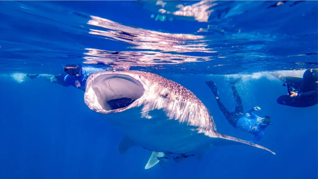 Swim with the Giants: Mexico’s Whale Shark Wonders