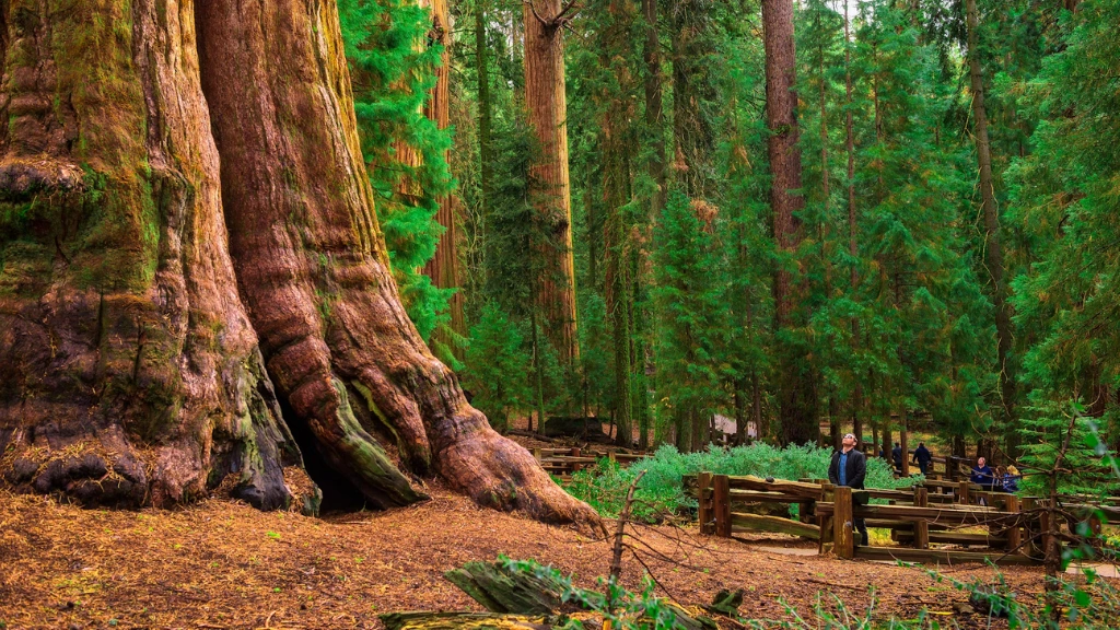 Dive into Sequoia National Park’s Natural Wonders