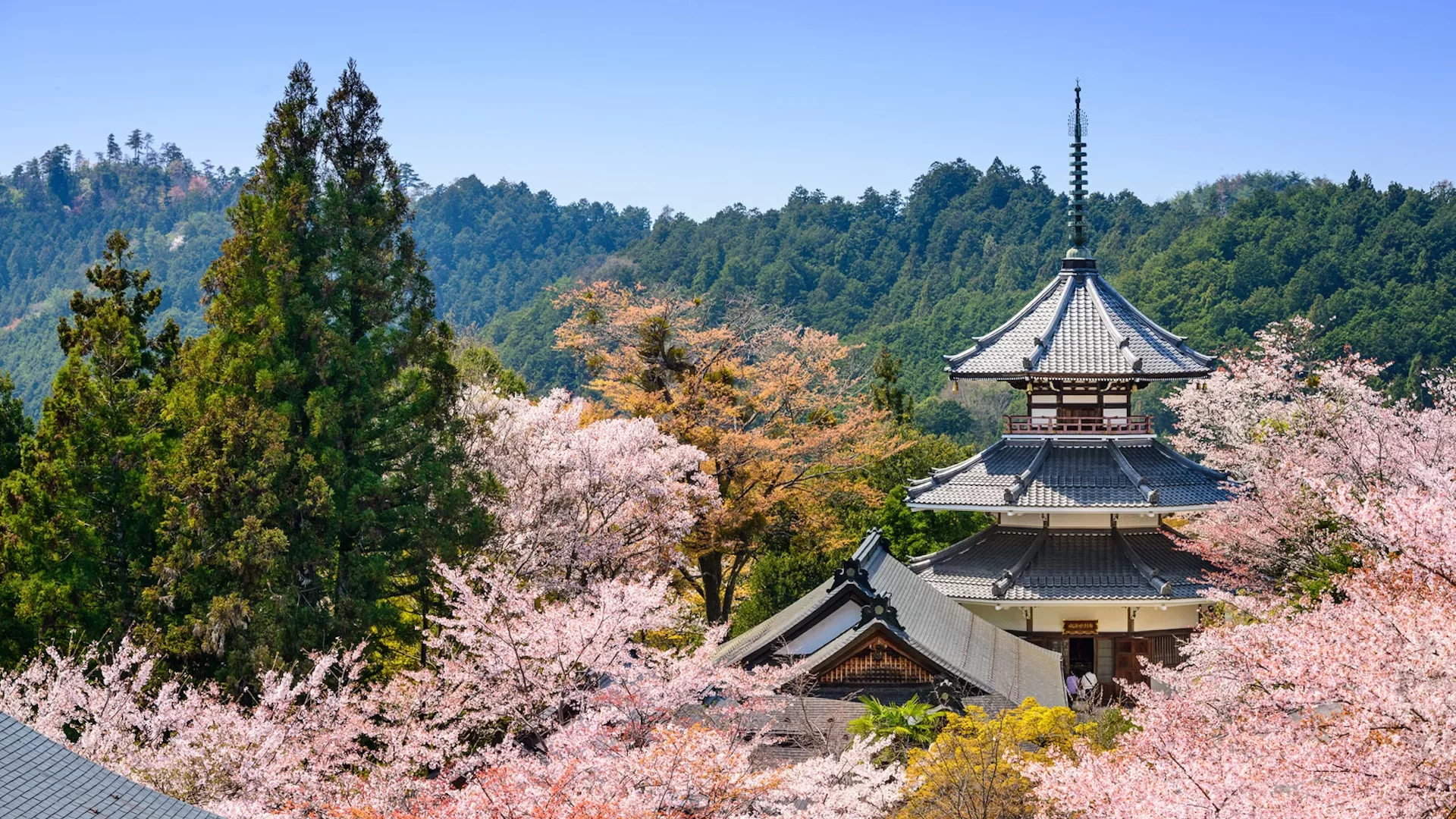 1. Yoshino in Kansai is Japans most famous cherry blossom destination