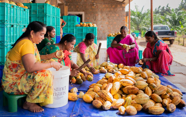 1 breaking of cacao pods by workers at distinct origins cacao fermentery west godavari district dsc 3929 copy