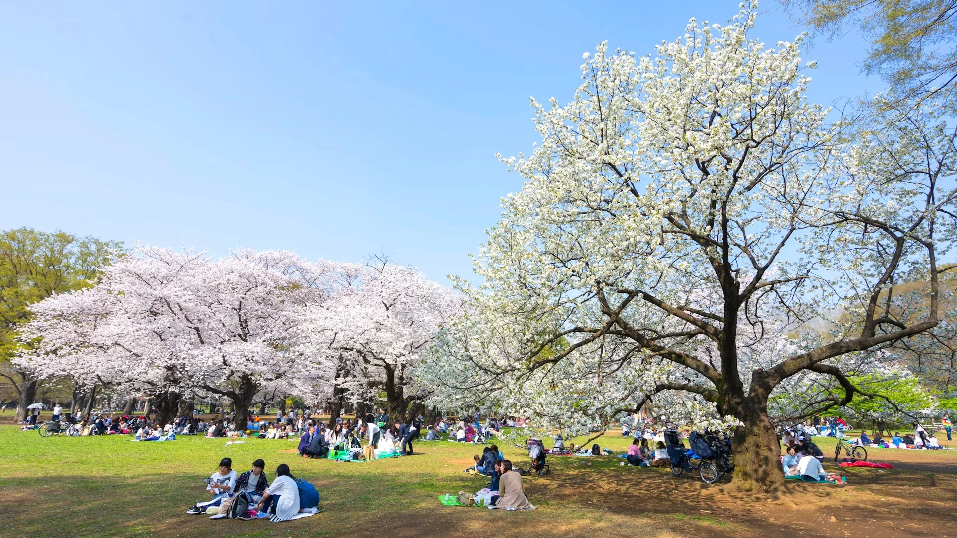 5. Yoyogi koen Yoyogi Park Tokyo has the best parties under the blossom