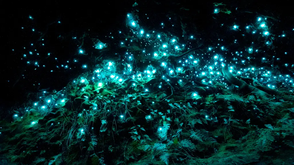 The Best Places in the World to Experience Bioluminescence