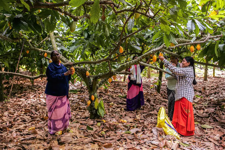 farmers at work harvesting member farmer west godavari photo hashim badani dsc 3385e 1