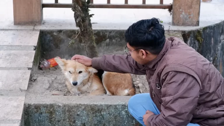 The Unspoken Struggles of Pet Owners in India