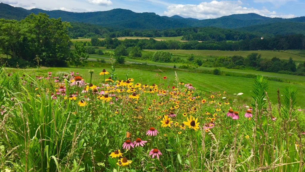 Best Places to See Wildflowers in the US