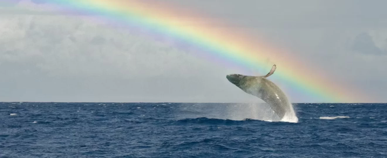 The Ultimate Guide to Whale-Watching in Maui