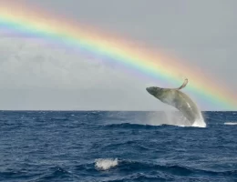 The Ultimate Guide to Whale-Watching in Maui